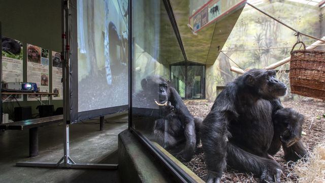 Video: Šimpanzi ze dvou českých zoo si volají přes Zoom a zaujali svět